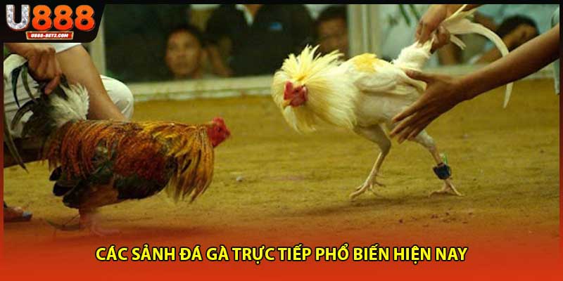 Các sảnh đá gà trực tiếp phổ biến hiện nay