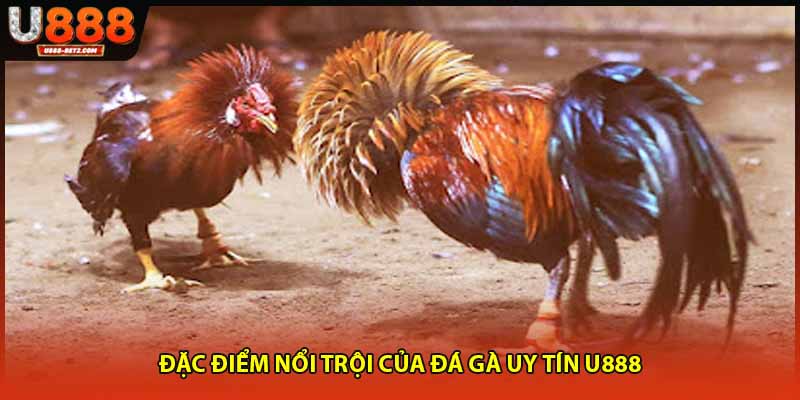 Đặc điểm nổi trội của đá gà uy tín U888